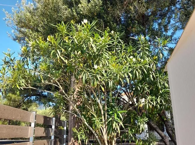 Navy House Tatil Evi *